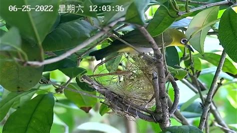 綠繡眼來家裡築巢 桂林是哪一省
